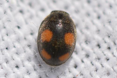 Réf. 309 189 : Platynaspis luteorubra